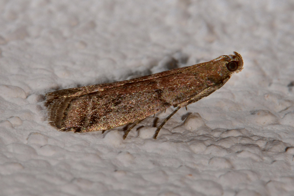 Pyralidae? S: Ephestia unicolorella  (cfr)